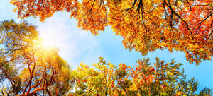 Fall Color Tour & Scenic Drives & Fun Fall Activities in Northern Wisconsin