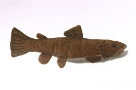 Brown Trout. 10"