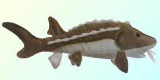 Sturgeon