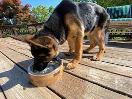 6 Cup Dog Bowl
