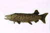Muskellunge